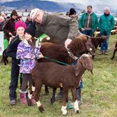 Schafausstellung Braunes Tiroler Bergschaf Tirol (20)